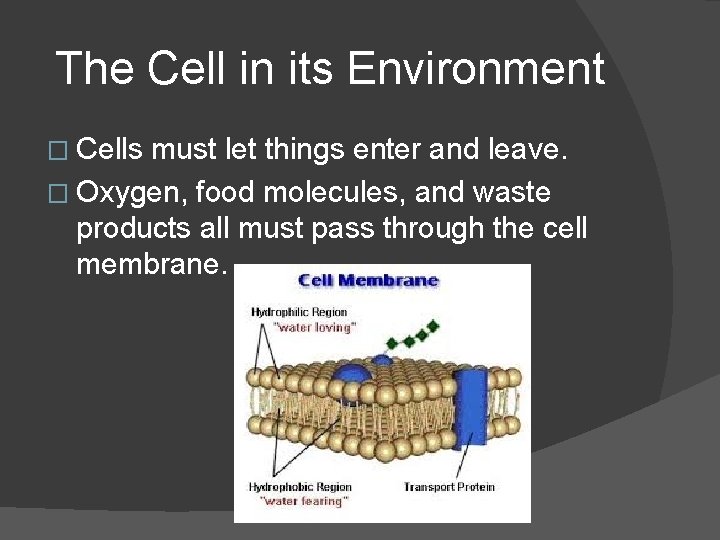 The Cell in its Environment � Cells must let things enter and leave. �