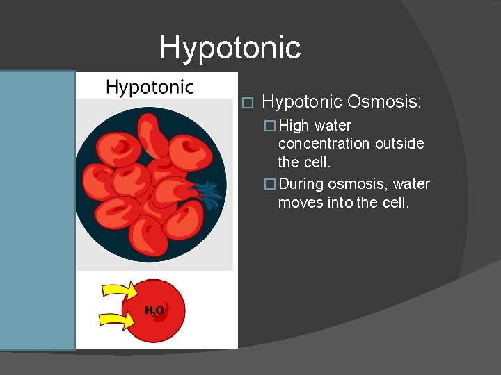 Hypotonic � Hypotonic Osmosis: � High water concentration outside the cell. � During osmosis,