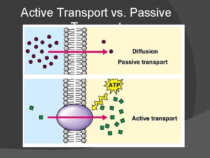 Active Transport vs. Passive Transport 