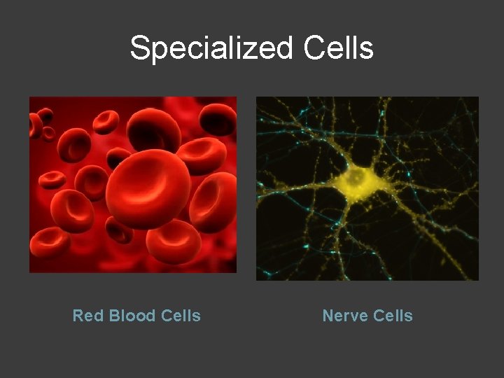 Specialized Cells Red Blood Cells Nerve Cells 