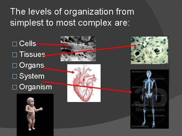 The levels of organization from simplest to most complex are: � Cells � Tissues