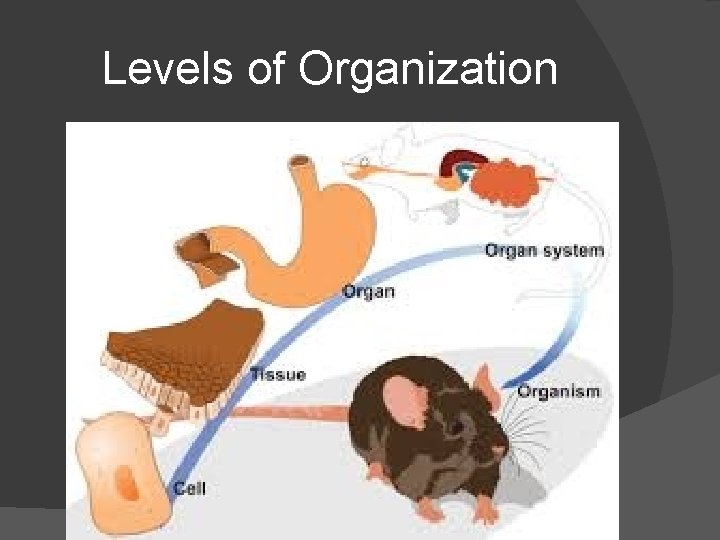 Levels of Organization 