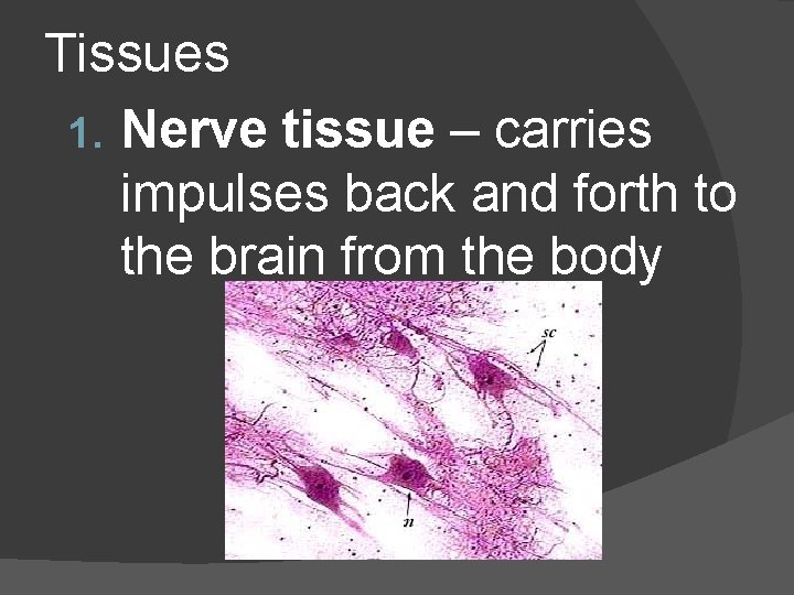 Tissues 1. Nerve tissue – carries impulses back and forth to the brain from