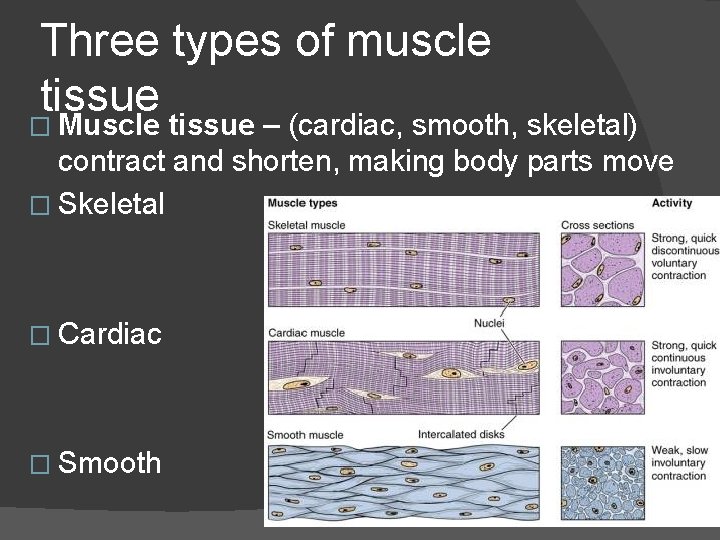 Three types of muscle tissue � Muscle tissue – (cardiac, smooth, skeletal) contract and