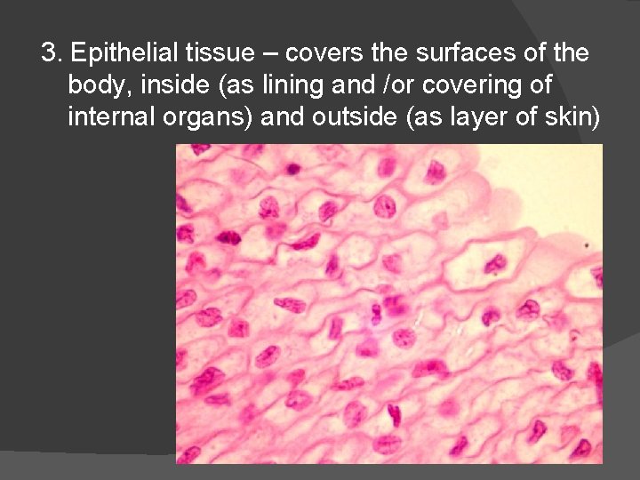 3. Epithelial tissue – covers the surfaces of the body, inside (as lining and