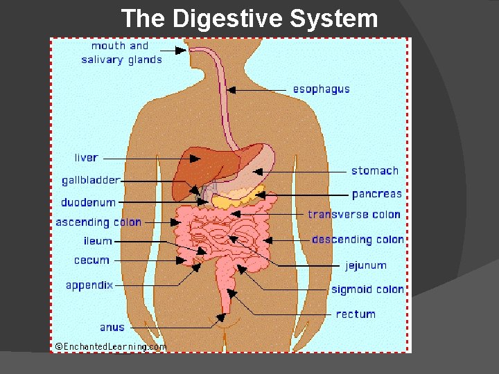 The Digestive System 