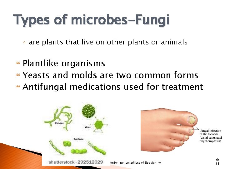 Types of microbes-Fungi ◦ are plants that live on other plants or animals Plantlike