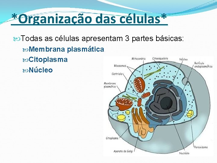 *Organização das células* Todas as células apresentam 3 partes básicas: Membrana plasmática Citoplasma Núcleo