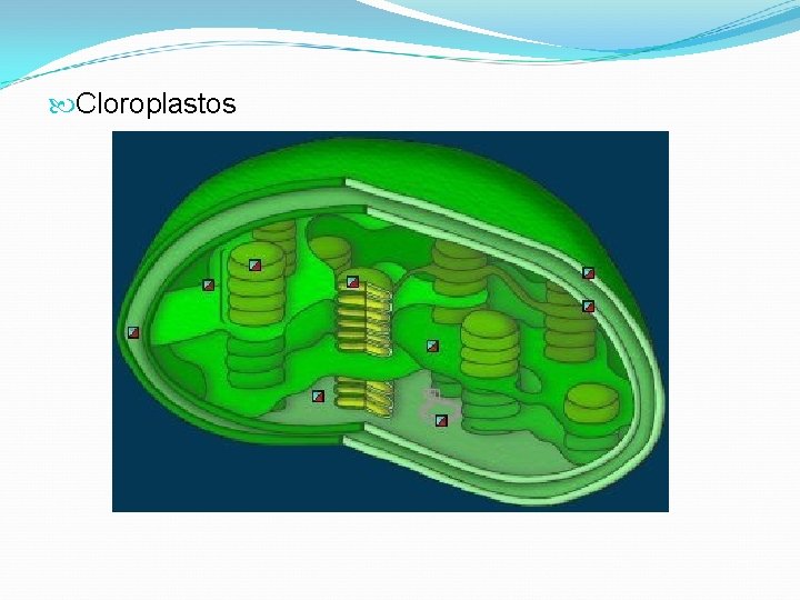  Cloroplastos 