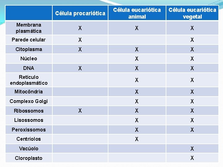 Célula procariótica Célula eucariótica animal Célula eucariótica vegetal Membrana plasmática X X X Parede