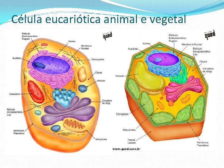 Célula eucariótica animal e vegetal 