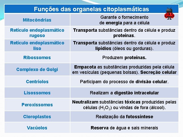 Funções das organelas citoplasmáticas Mitocôndrias Garante o fornecimento de energia para a célula Retículo