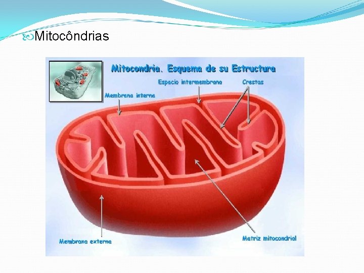  Mitocôndrias 