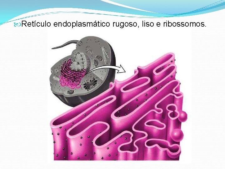  Retículo endoplasmático rugoso, liso e ribossomos. 