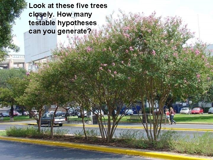 Look at these five trees closely. How many testable hypotheses can you generate? 