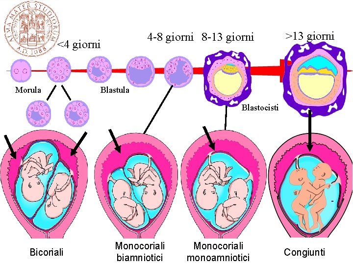 4 -8 giorni 8 -13 giorni <4 giorni Morula >13 giorni Blastula Blastocisti Bicoriali 4 -8 giorni 8 -13 giorni <4 giorni Morula >13 giorni Blastula Blastocisti Bicoriali