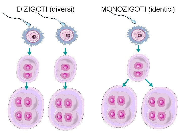 DIZIGOTI (diversi) MONOZIGOTI (identici) DIZIGOTI (diversi) MONOZIGOTI (identici)