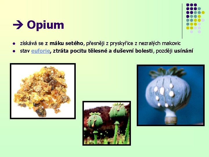  Opium l l získává se z máku setého, přesněji z pryskyřice z nezralých