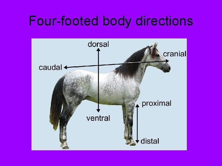 Four-footed body directions 