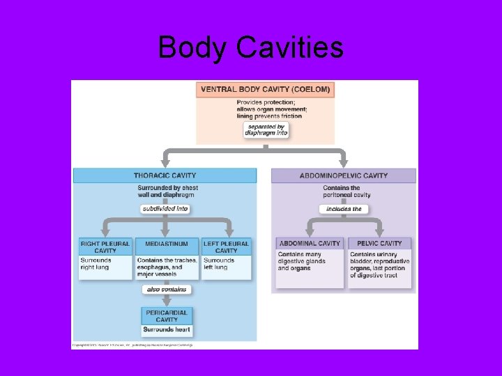 Body Cavities 
