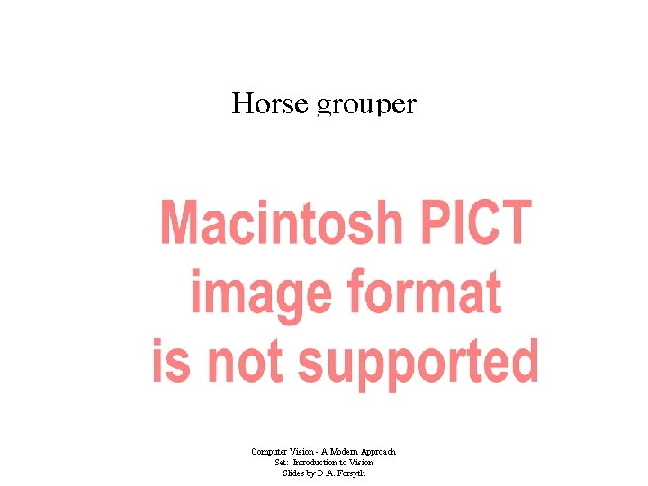 Horse grouper Computer Vision - A Modern Approach Set: Introduction to Vision Slides by