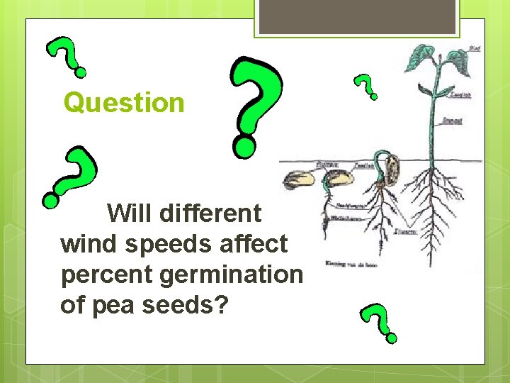 Question Will different wind speeds affect percent germination of pea seeds? 