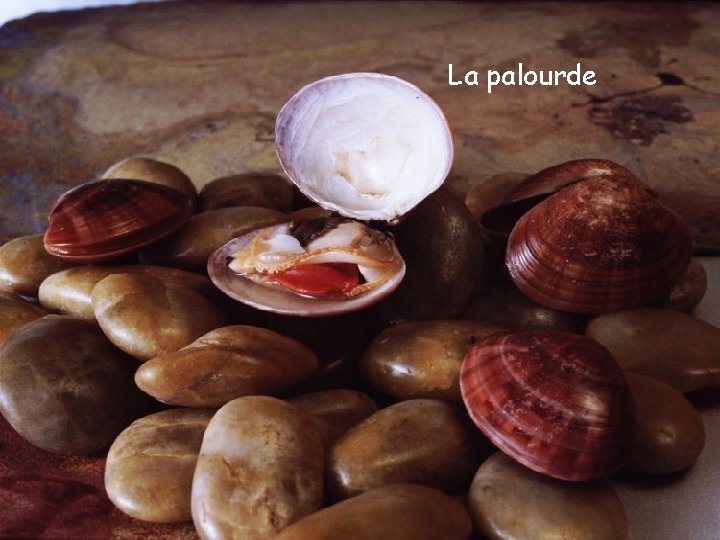 La palourde 