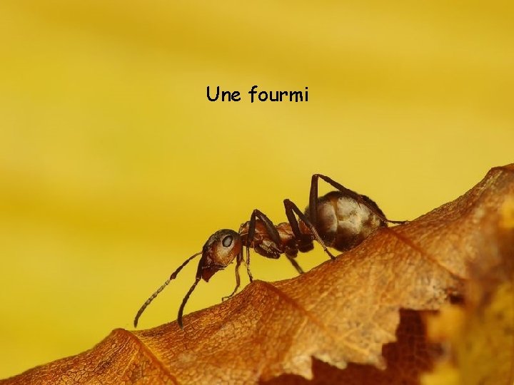 Une fourmi 