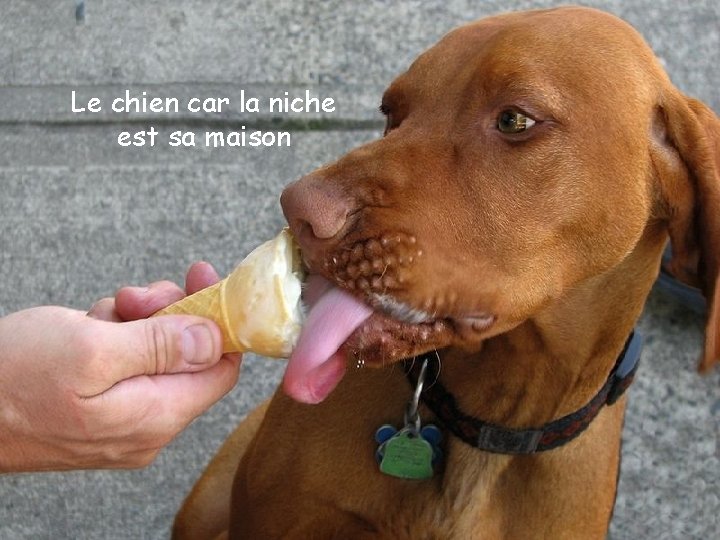 Le chien car la niche est sa maison 