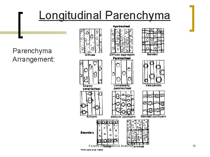 Longitudinal Parenchyma Arrangement: Forestry 280: Hardwood Anatomy 13 