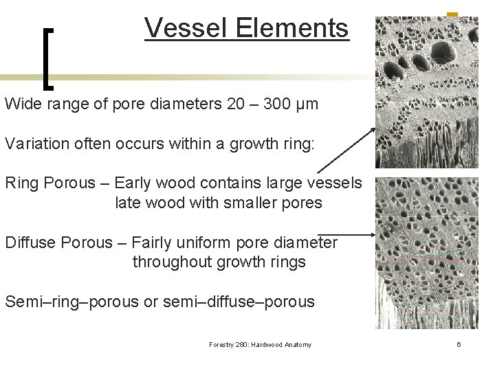 Vessel Elements Wide range of pore diameters 20 – 300 µm Variation often occurs