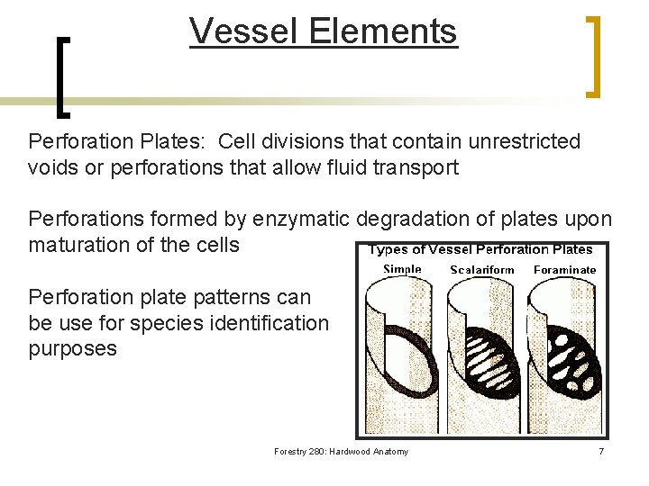 Vessel Elements Perforation Plates: Cell divisions that contain unrestricted voids or perforations that allow