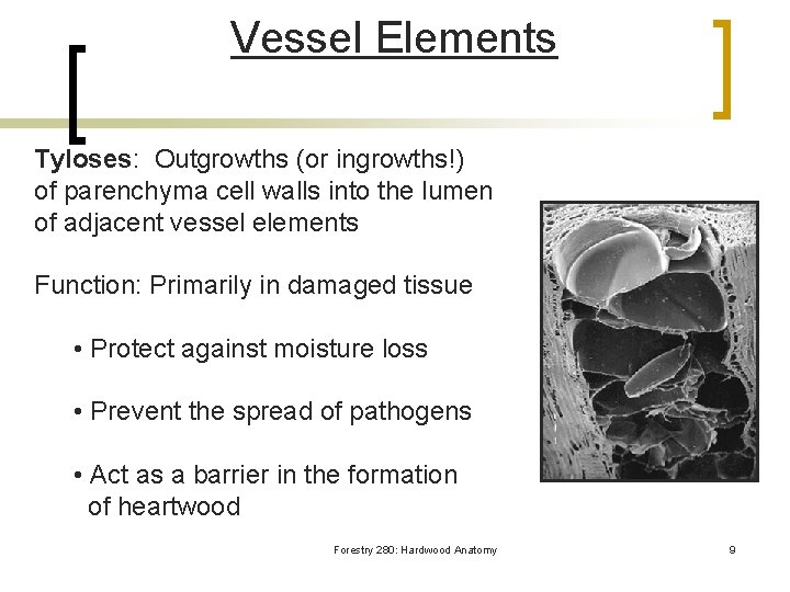 Vessel Elements Tyloses: Outgrowths (or ingrowths!) of parenchyma cell walls into the lumen of