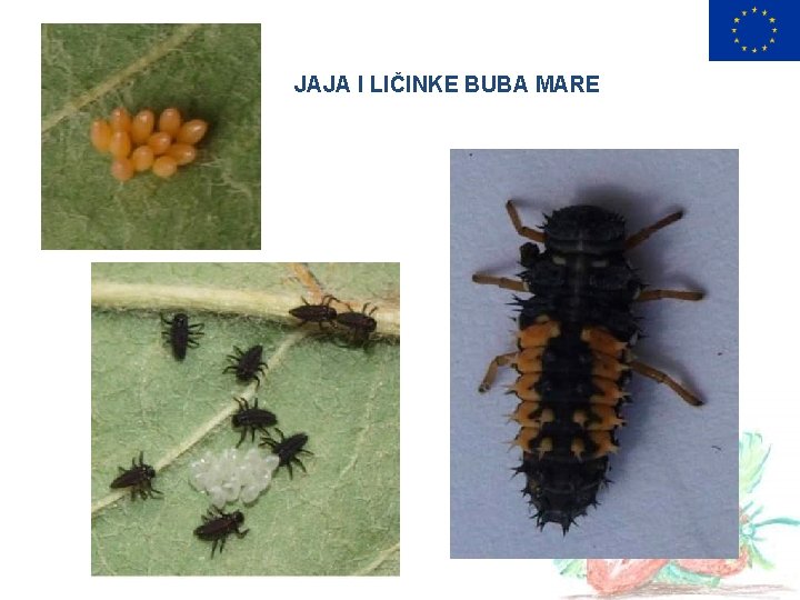 JAJA I LIČINKE BUBA MARE 