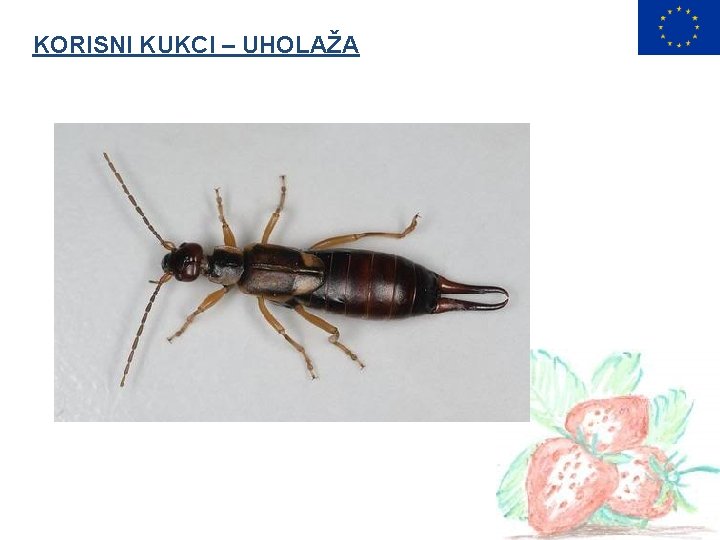 KORISNI KUKCI – UHOLAŽA 