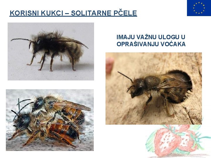 KORISNI KUKCI – SOLITARNE PČELE IMAJU VAŽNU ULOGU U OPRAŠIVANJU VOĆAKA 