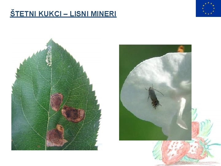 ŠTETNI KUKCI – LISNI MINERI 