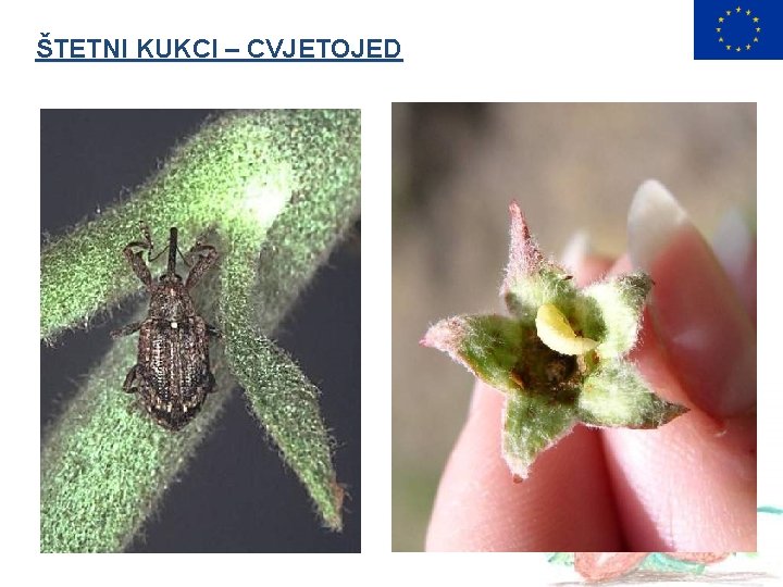 ŠTETNI KUKCI – CVJETOJED 