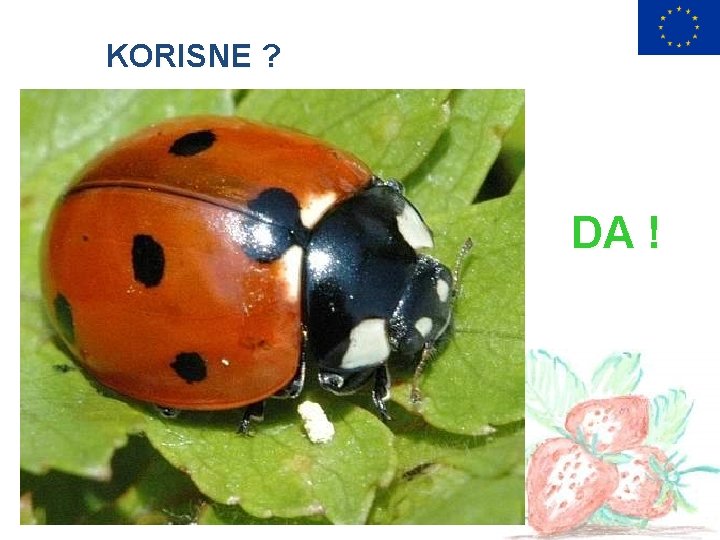 KORISNE ? DA ! 