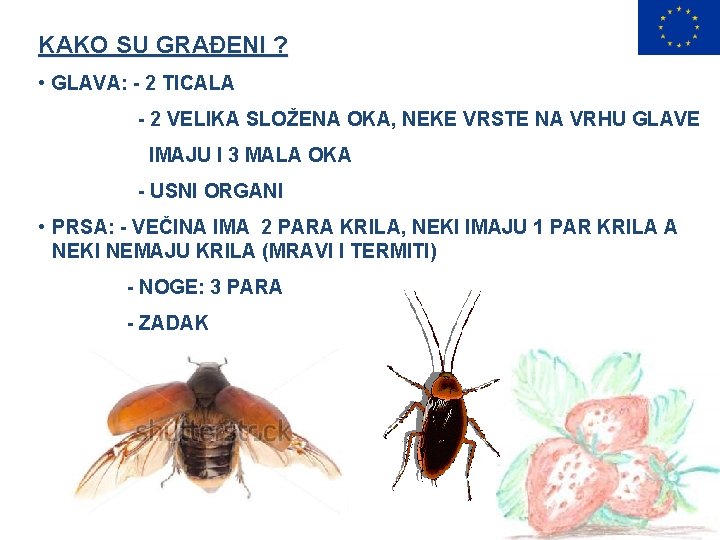 KAKO SU GRAĐENI ? • GLAVA: - 2 TICALA - 2 VELIKA SLOŽENA OKA,