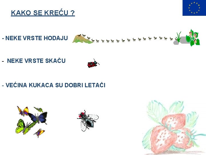 KAKO SE KREĆU ? - NEKE VRSTE HODAJU - NEKE VRSTE SKAČU - VEĆINA