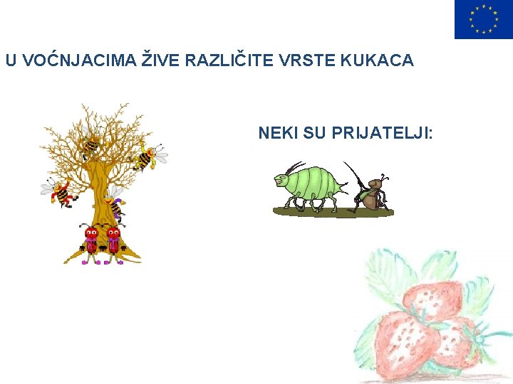 U VOĆNJACIMA ŽIVE RAZLIČITE VRSTE KUKACA NEKI SU PRIJATELJI: 