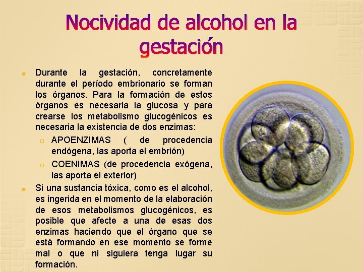 Nocividad de alcohol en la gestación Durante la gestación, concretamente durante el período embrionario