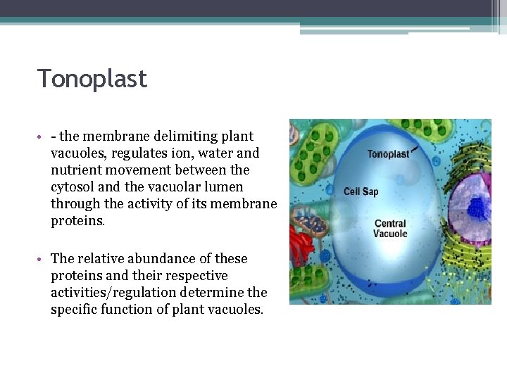 Tonoplast And Vacuoles Presented By Tatiana Eremeeva Content