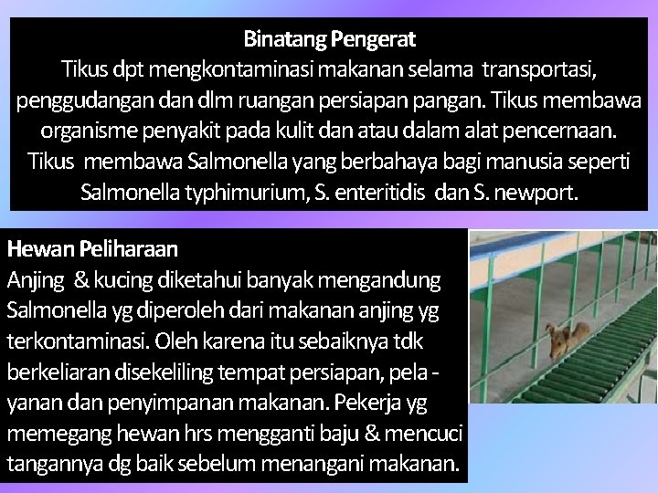 Binatang Pengerat Tikus dpt mengkontaminasi makanan selama transportasi, penggudangan dlm ruangan persiapan pangan. Tikus