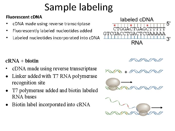 Sample labeling Fluorescent c. DNA • c. DNA made using reverse transcriptase • Fluorescently Sample labeling Fluorescent c. DNA • c. DNA made using reverse transcriptase • Fluorescently