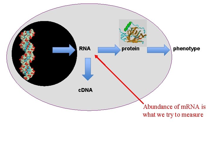DNA RNA protein phenotype c. DNA Abundance of m. RNA is what we try DNA RNA protein phenotype c. DNA Abundance of m. RNA is what we try