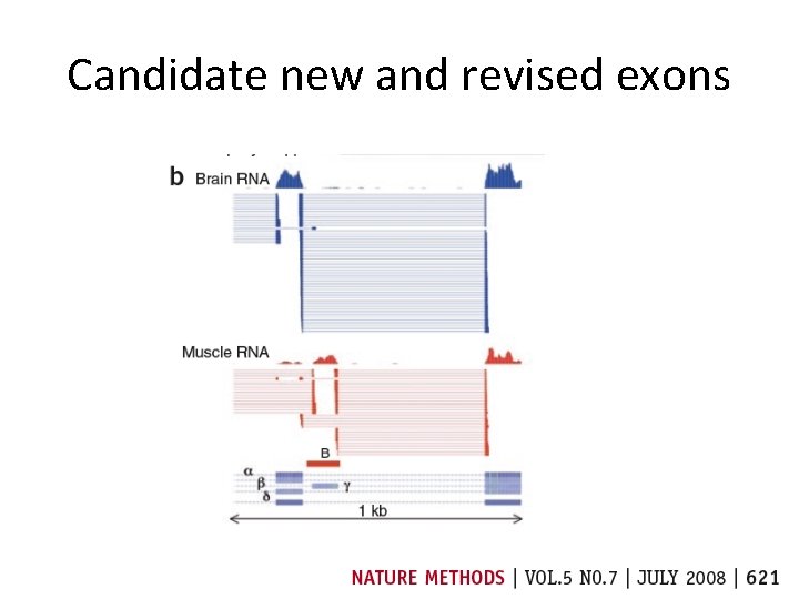 Candidate new and revised exons Candidate new and revised exons