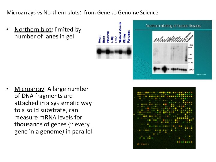 Microarrays vs Northern blots: from Gene to Genome Science • Northern blot: limited by Microarrays vs Northern blots: from Gene to Genome Science • Northern blot: limited by