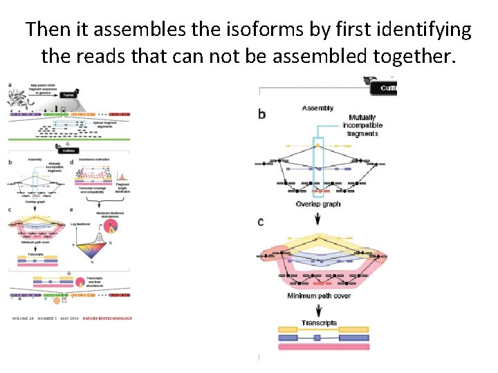 Then it assembles the isoforms by first identifying the reads that can not be Then it assembles the isoforms by first identifying the reads that can not be